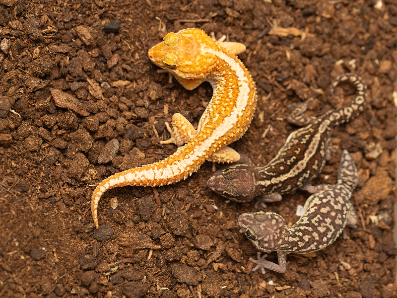 Gekon madagaskarsky skupina