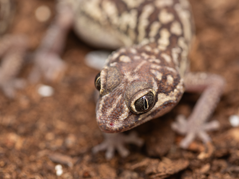 Gekon madagaskarský