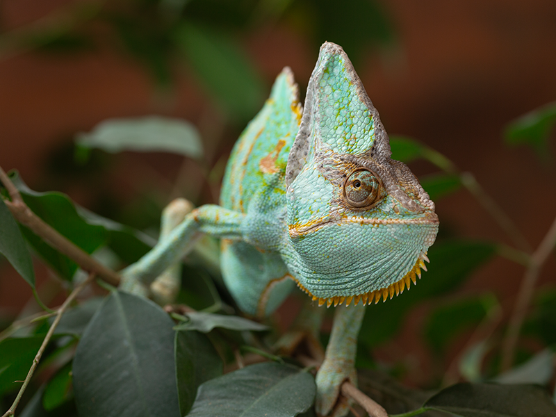 Chameleon