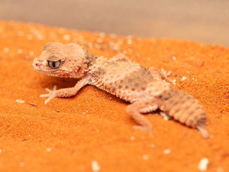 Nephrurus wheeleri cinctus