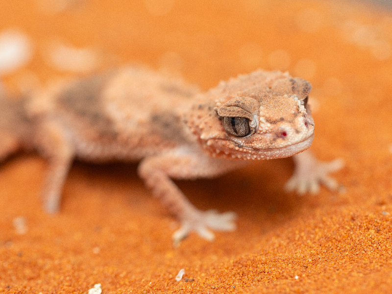 Nephrurus wheeleri cinctus