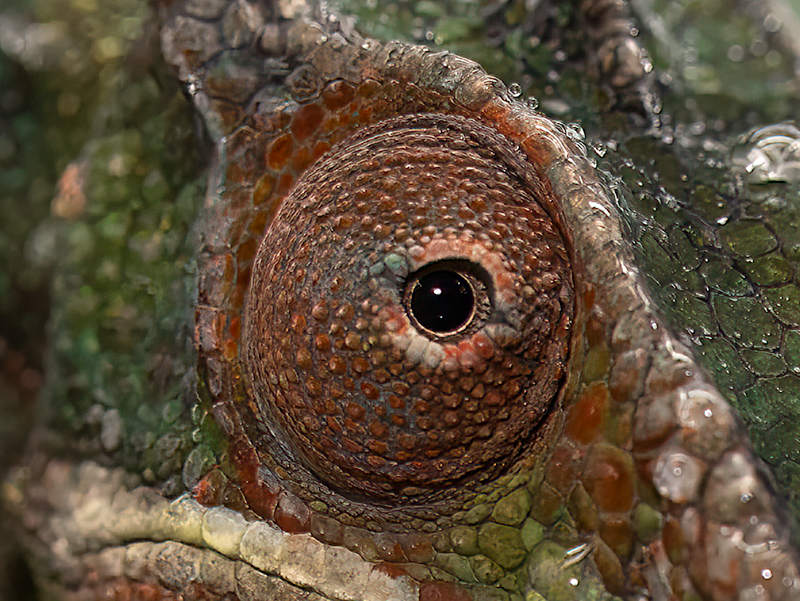 Detail oka samce chameleona pardálíh.