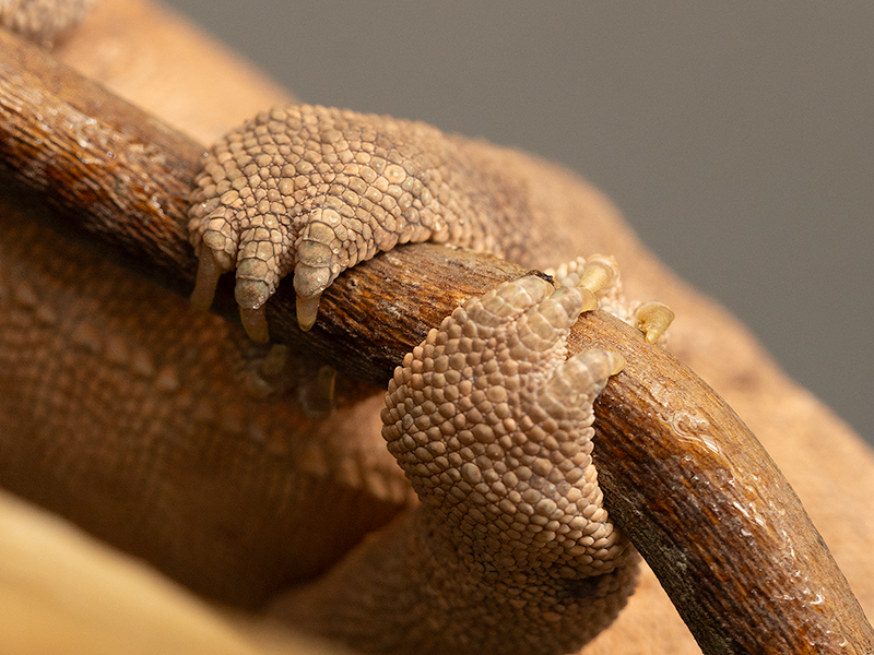 Detail nohy samice chameleona pardálího.