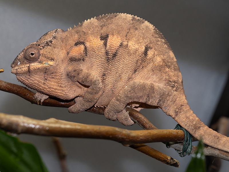 Chameleon pardali - samice Ambilobe
